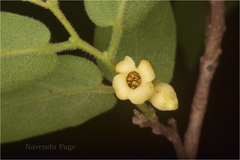 Diospyros cordifolia